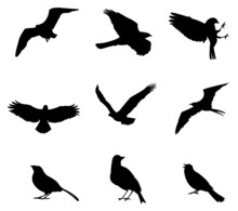 Sets Of Silhouette Birds, Create By Vector