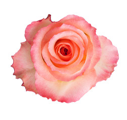 Fotomurales - Beautiful pink rose