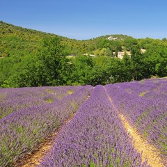 Sticker - Lavendelfeld - lavender field 42