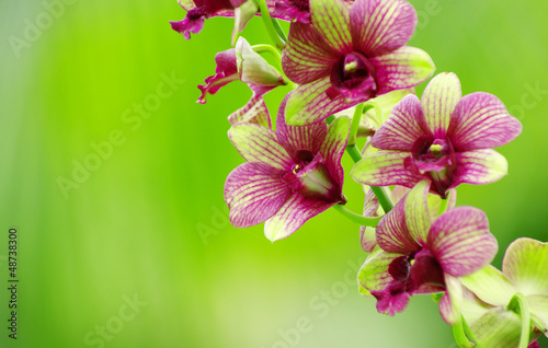 Tapeta ścienna Orchidea