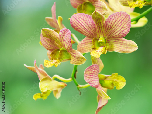 Tapeta ścienna Orchidea