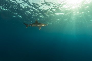 Oceanic whitetip shark (carcharhinus longimanus)