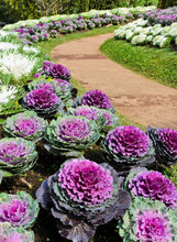 Ornamental Cabbage With Walkway In Garden