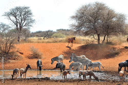 Plakat na papierze fotorealistycznym Niebieski gnu, zebra i tsessebe