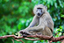 Baboon Monkey In African Bush. Tanzania