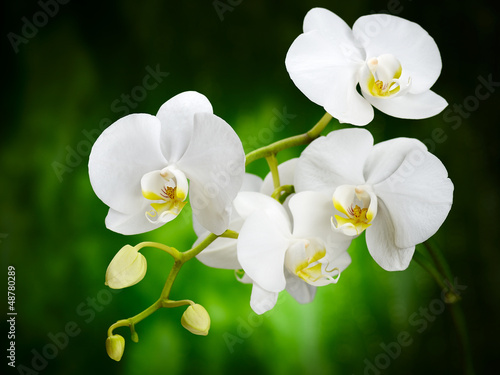 Tapeta ścienna Orchidea