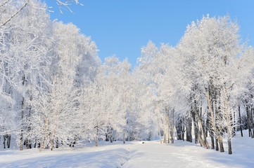 Canvas Print - Winter park