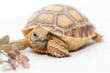 © Nneirda - African Spurred Tortoise (Sulcata)