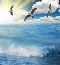 Gulls Flying Above Sunny Blue Sea