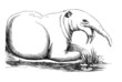 Dinotherium Giganteum (Alte Lithographie)