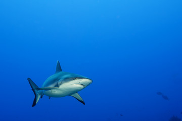 A grey shark jaws ready to attack underwater close up portrait