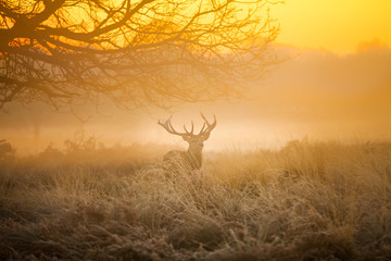 Wall Mural - Red deer in morning sun