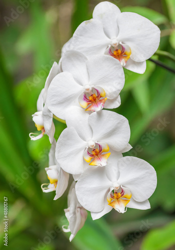 Tapeta ścienna Gałąź białej orchidei