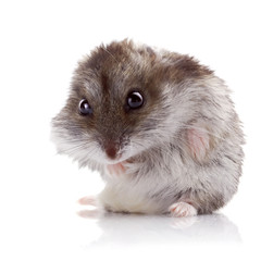 Poster - gray hamster