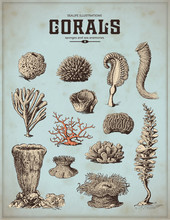 Sea-life Illustrations: Corals, Sponges And Sea Anemones (1)