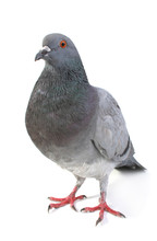 Gray Dove