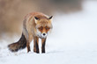 © Pim Leijen - red fox in the snow