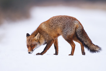 Poster - red fox in the snow