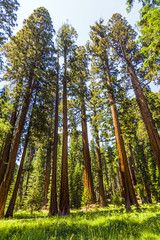 tall and big sequoias in beautiful sequoia national park