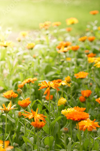 Ringelblumen auf Wiese