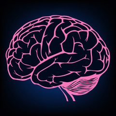 Poster - human brain model