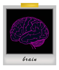 Poster - human brain model