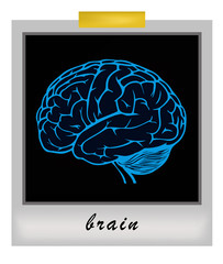 Poster - human brain