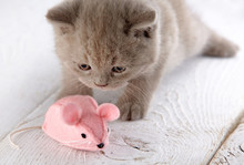 Kitten And Pink Mouse