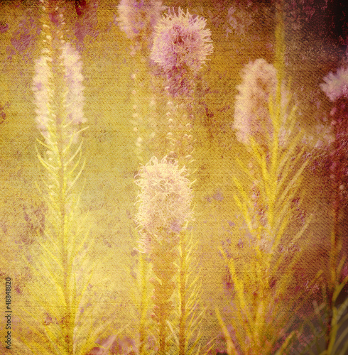 Fototapeta na wymiar old background, flowers of the meadow