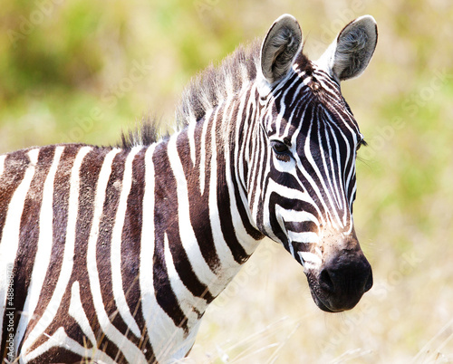 Plakat na papierze fotorealistycznym Zebra na pastwisku