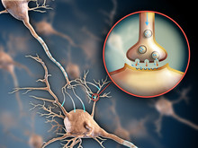 Neuron Synapse