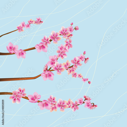 Board z aluminiowym obramowaniem Sakura. 