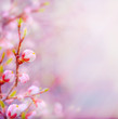 art Beautiful spring blossoming tree on sky background 