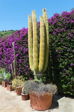 Large Cactus In A Pot On A Background Blooming Bougainvillea