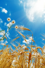 white flower with wheat under sunny sky