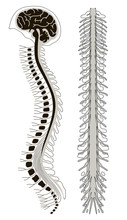 Human Brian With Spinal Cord And Spinal Column
