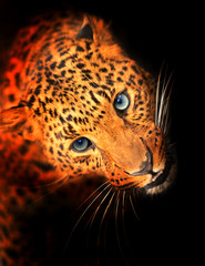 Sticker - Leopard