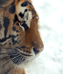 Canvas Print - Tiger