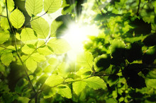 Blätter Im Wald Umrahmen Die Sonne