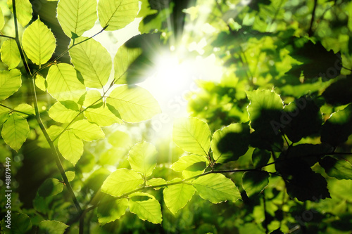 Nowoczesny obraz na płótnie Blätter im Wald umrahmen die Sonne