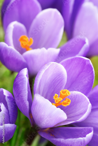 Lila Krokusse in Nahaufnahme