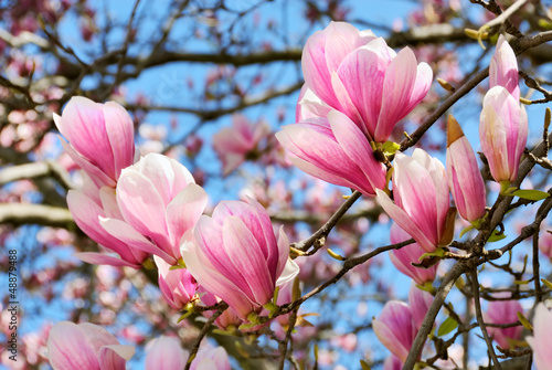 Fototapeta na wymiar Magnolien vor blauem Himmel