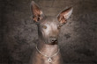 Portrait of Mexican hairless dog