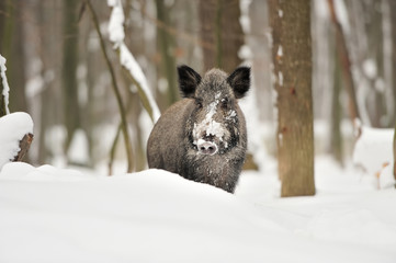Wall Mural - wild boar