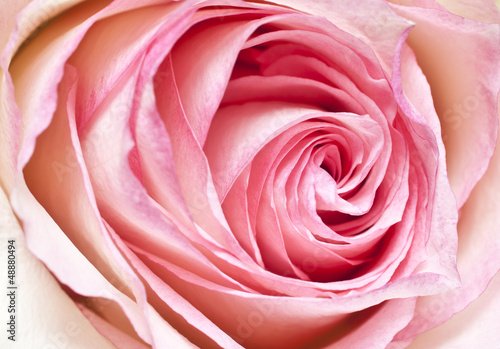 Naklejka na szafę pink rose