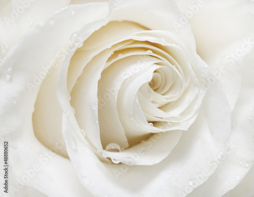 Naklejka dekoracyjna white rose