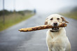 © Chalabala - Yellow labrador retriever with stick