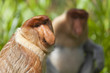 Proboscis monkeys, Sandakan.