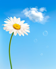 Wall Mural - beautiful white daisy in front of the blue sky. vector.