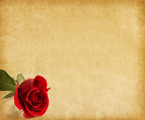 Wall Mural - old paper texture with dark red rose